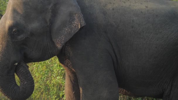 Enormes soportes de elefante sosteniendo tronco grande debajo de la cabeza — Vídeos de Stock