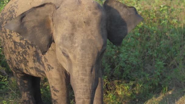 Огромный слон стоит в высокой зеленой траве и трясет ушами — стоковое видео