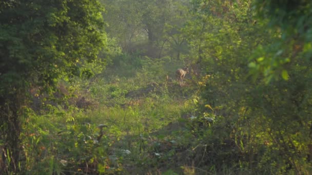 Ciervos siluetas se esconden en el bosque verde con grandes árboles — Vídeo de stock