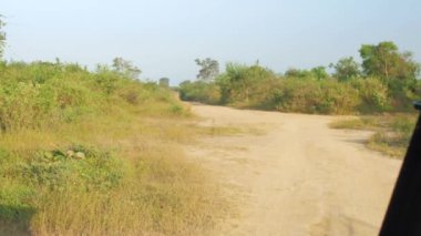 Yeşil ağaçlara karşı zemin yolu boyunca otomobil sürücüleri