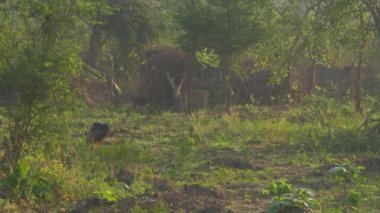 Geyiklere karşı yeşil çimlerde