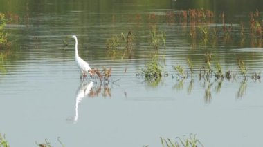 beyaz büyük balıkçıl sığ gölde duruyor suya yansıyan