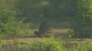 Büyük tavus kuşu tüylerini sergiler ve ritüel dansı yapar.