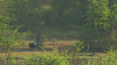 Büyük tavus kuşu tüylerini sergiler ve ritüel dansı yapar.