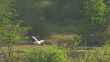 Büyük balıkçıllar gösterişli tüyleriyle tavus kuşunun yanında uçar.
