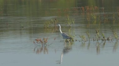Uzun bacaklı gri kuş çimenli sığ göl boyunca yürüyor