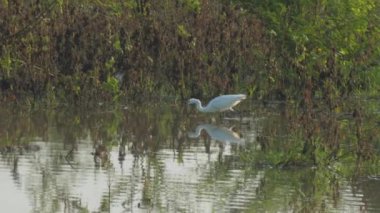Büyük balıkçıl sakin göl suyunda yürür ve balık yer.