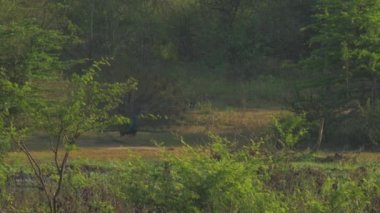 Büyük tavus kuşu çayırda dişiler için ritüel dansı yapar.
