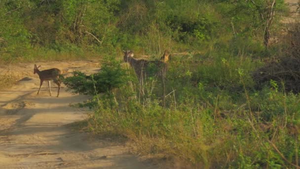 Ciervos cruzan camino marrón entre árboles verdes del bosque — Vídeos de Stock