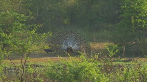 Stora påfågel stoltserar fjädrar och utför rituell dans — Stockvideo