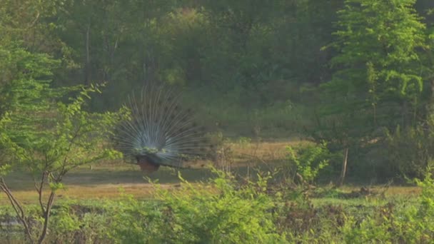 Grote pauw pronkt veren en voert rituele dans — Stockvideo