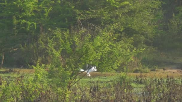 Silberreiher-Männchen führen rituelle Tänze auf grüner Wiese auf — Stockvideo