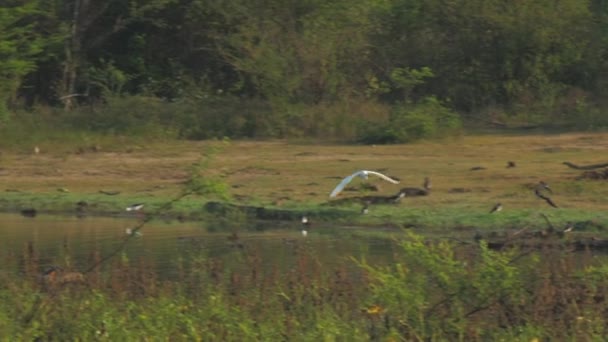 Stor egret flyger över liten sjö och sitter på äng — Stockvideo