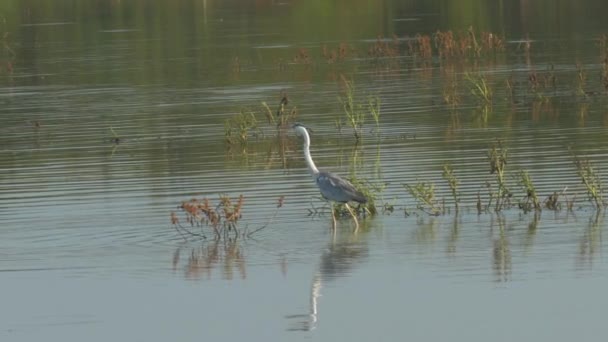 Pájaro gris con piernas largas camina a lo largo de lago poco profundo con hierba — Vídeos de Stock