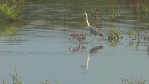 Pájaro gris con piernas largas camina a lo largo de lago poco profundo con hierba — Vídeos de Stock