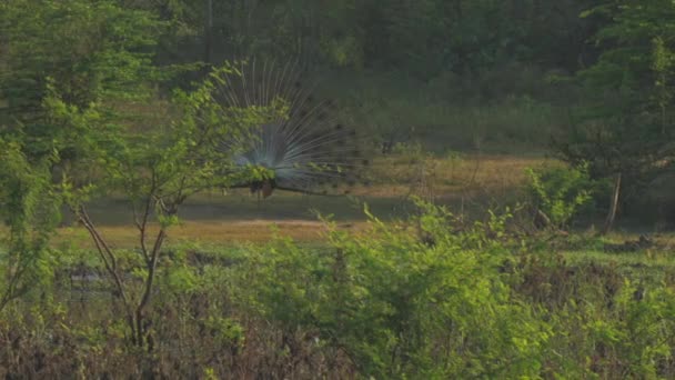 Gran pavo real realiza danza ritual para las mujeres en el prado — Vídeos de Stock