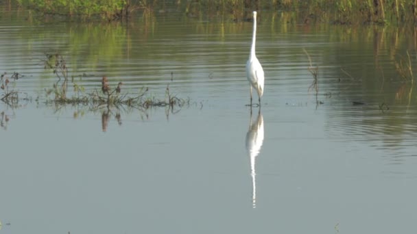 Gran garza blanca se encuentra en un pequeño lago en las siluetas de los árboles — Vídeos de Stock
