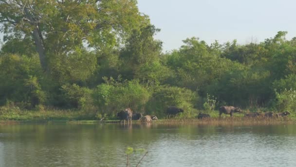 무리를 지어 걷는 실루엣은 여름에 잔잔 한 호수 근처에서 쉴 수있다 — 비디오