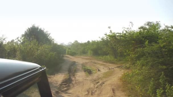 Modern jeep drives along ground road with shadows in park — Stock Video