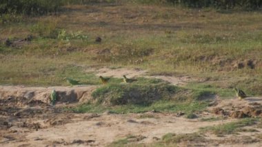 Gri ve sarı kuşlar yeşil çimlerde kahverengi zeminde otururlar.