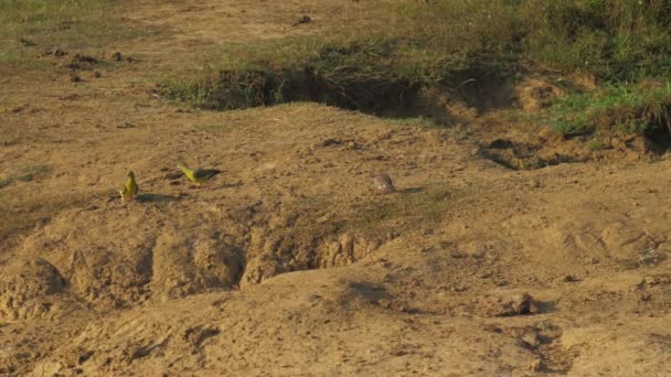 Grijze en gele vogels zitten op bruine grond bij groen gras — Stockvideo