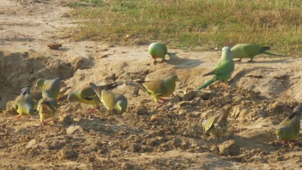 Grappige papegaaien van groene kleur op zoek naar voedsel op de grond — Stockvideo