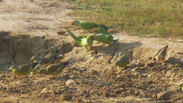 Lustiga papegojor av grön och gul färgsökning efter mat — Stockvideo