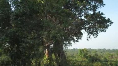 Resimli yeşil ağaçlar yazın yüksek çimlerle çevrili.