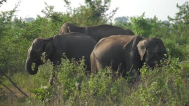 Büyük filler yazın yüksek yeşil çimlerde toplanırlar.