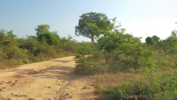 Coche conduce a lo largo de camino de tierra rodeado de árboles verdes — Vídeo de stock