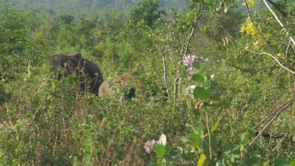 Éléphants énormes se tiennent derrière l'herbe verte élevée le jour ensoleillé — Video