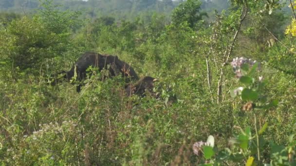Огромные слоны стоят за высокой зеленой травой в солнечный день — стоковое видео