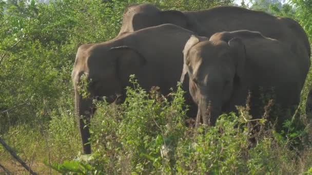 Enormi elefanti si riuniscono in alta erba verde in estate — Video Stock