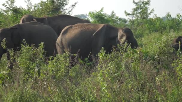 Ogromne słonie zbierają się latem na wysokiej zielonej trawie — Wideo stockowe