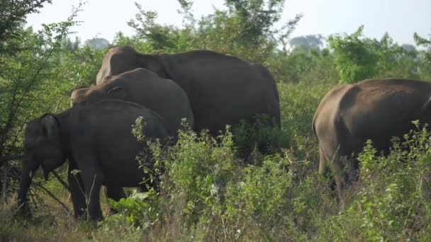Malý slon přichází ke starým zvířatům a zívá na zelené trávě — Stock video