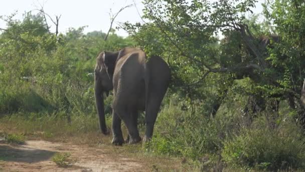 Огромные слоны собираются в тени зеленого дерева и расслабиться — стоковое видео