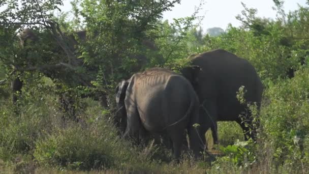 Ogromne słonie zbierają się w zielone drzewa cień potrząsać uszami — Wideo stockowe