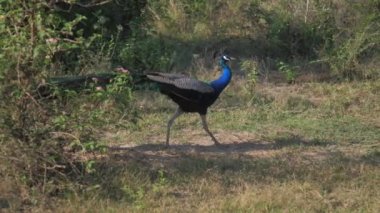 Büyük kuyruklu zarif tavus kuşu yer ve etrafına bakar.