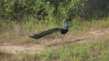 Büyük kuyruklu zarif tavus kuşu yer ve etrafına bakar.