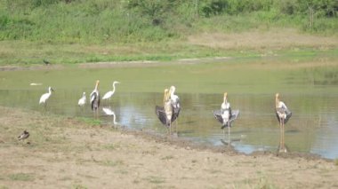 Hareketsiz marabut leylekleri kumlu sahildeki göl suyunda duruyor.