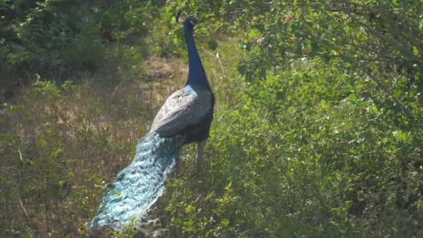 Påfågel med blå hals och lång svans reflekterande solljus — Stockvideo