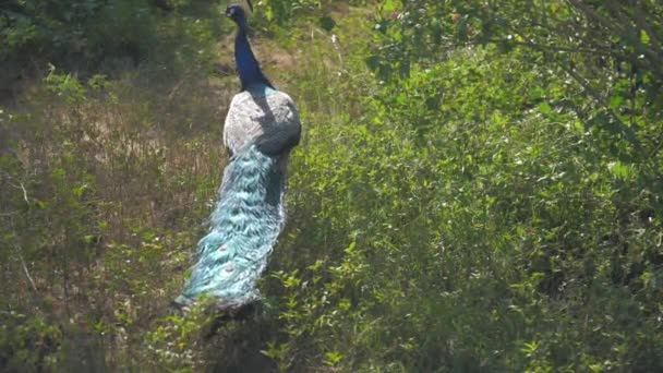 Pavo real con cuello azul y cola larga reflejando la luz del sol — Vídeo de stock