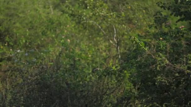 Maravillosos árboles verdes con pequeñas flores azules borrosas — Vídeos de Stock