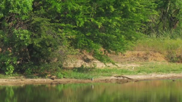Long crocodile walks along lake beach hunting for bird — Stock Video