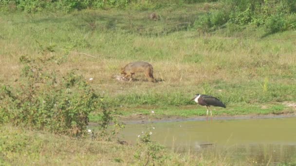 Hyène mange victime sur prairie verte et brune à l'oiseau — Video