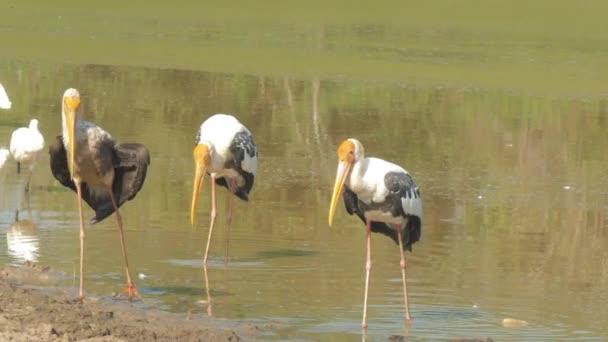 Wonderful marabou storks walk on sandy bank from calm lake — Stock Video