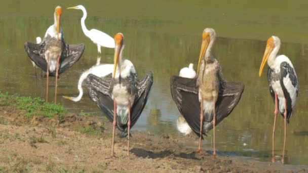 Maravillosa cigüeñas marabú caminar en la orilla arenosa de lago tranquilo — Vídeos de Stock