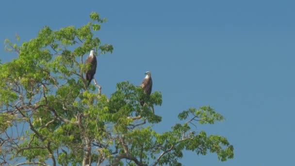 Eleganckie orły siedzą na zielonym wierzchołku drzewa i rozglądają się — Wideo stockowe