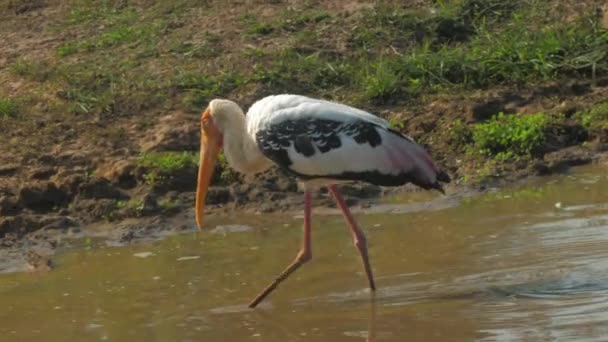 Wonderful marabou stork walks along calm lake water — Stock Video