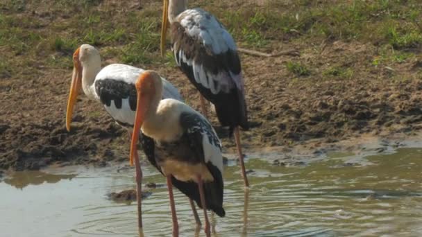 Merveilleuses promenades de cigogne marabou le long de l'eau calme du lac — Video
